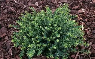 Helleri Japanese Holly