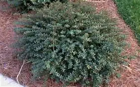 Helleri Japanese Holly