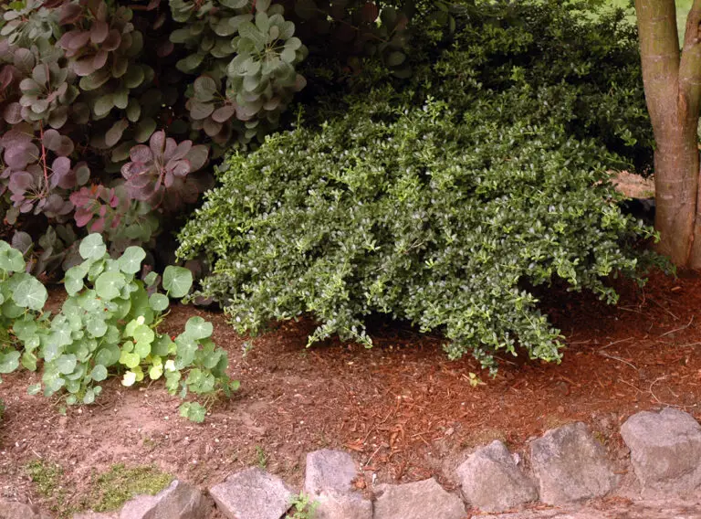 Helleri Japanese Holly