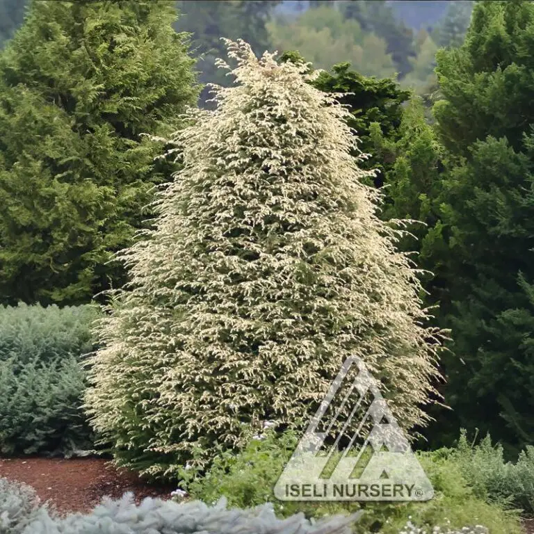 Hemlock Summer Snow (1)w