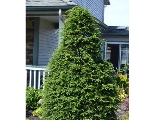 Canadian Hemlock