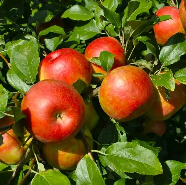 Honeycrisp Apple