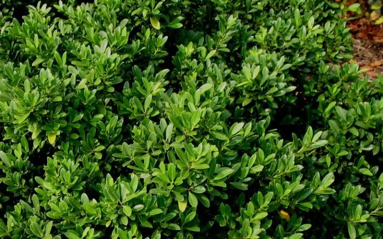 Hoogendorn Holly