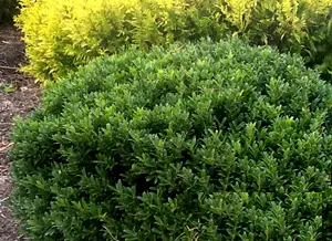 Hoogendorn Japanese Holly