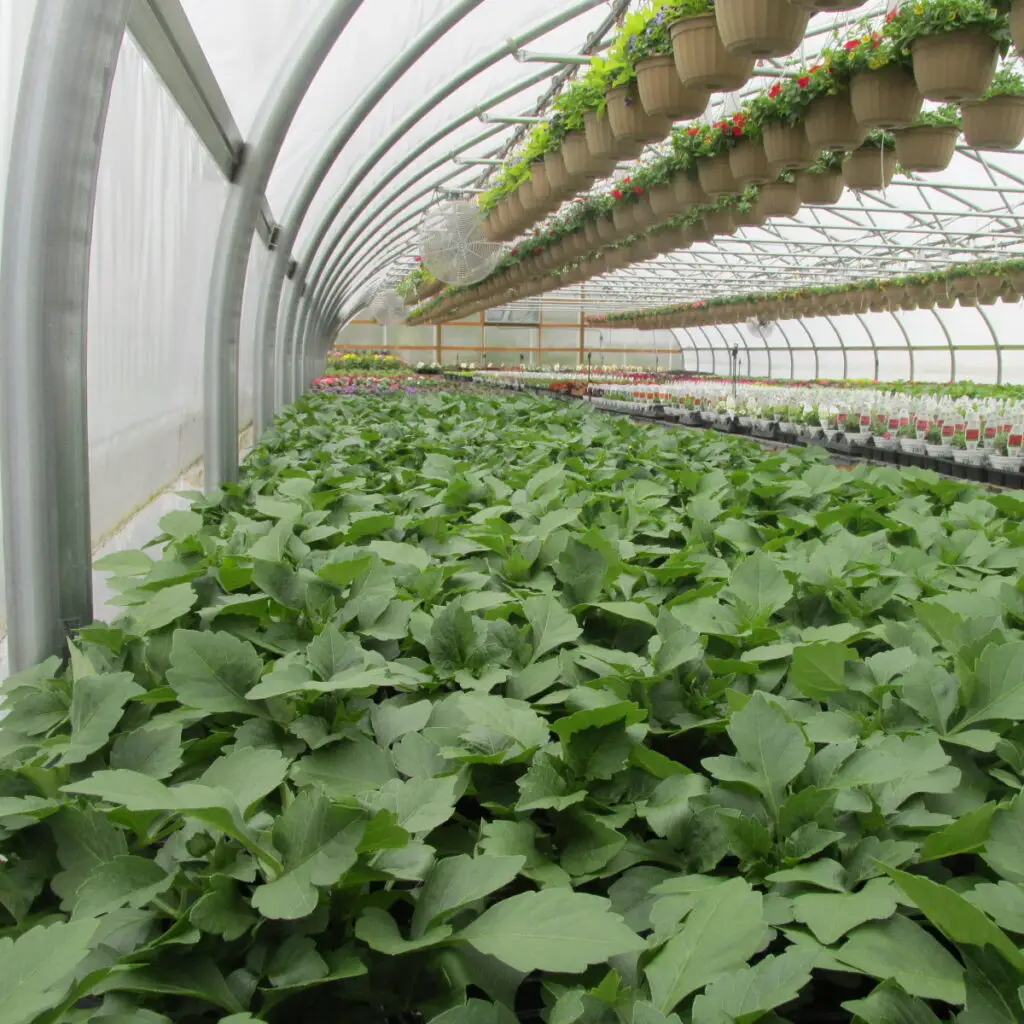 overview of greenhouses with growing flowers