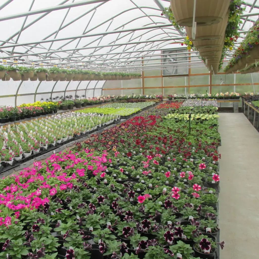 overview of greenhouses with growing flowers
