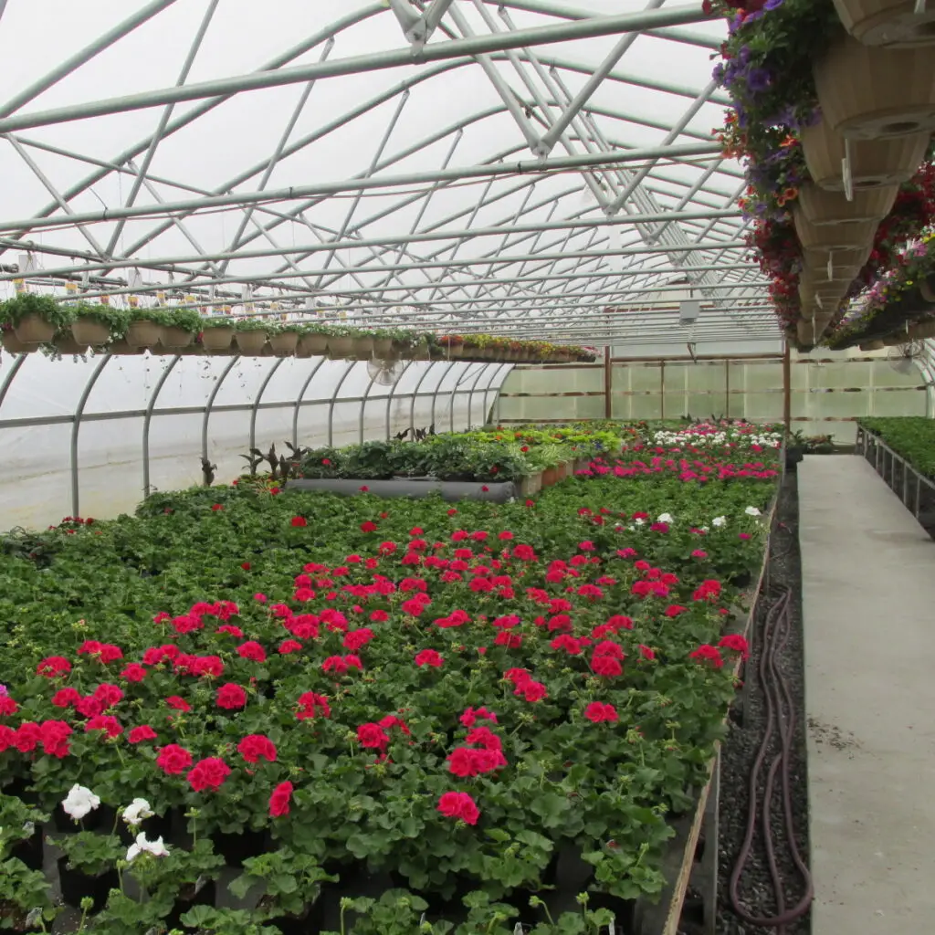 overview of greenhouses with growing flowers