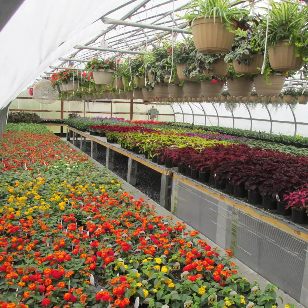 overview of greenhouses with growing flowers