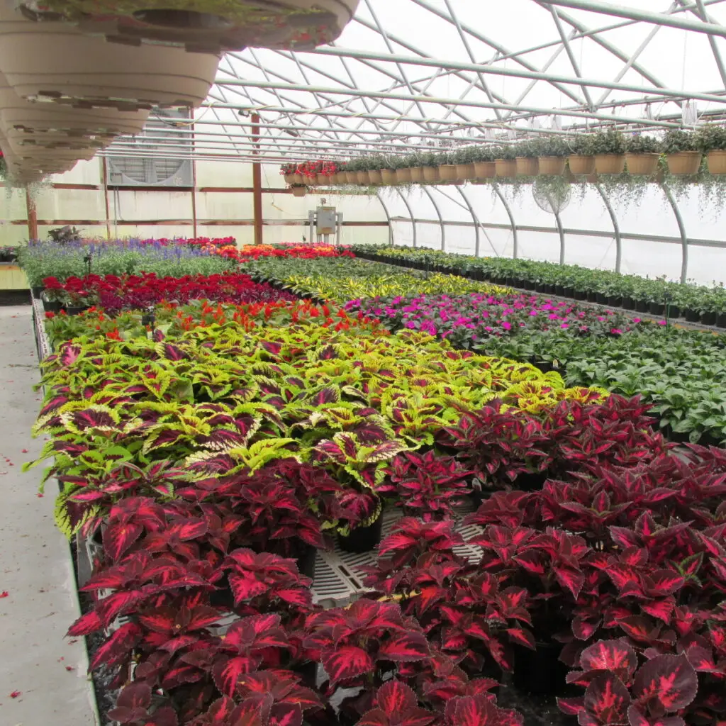 overview of greenhouses with growing flowers
