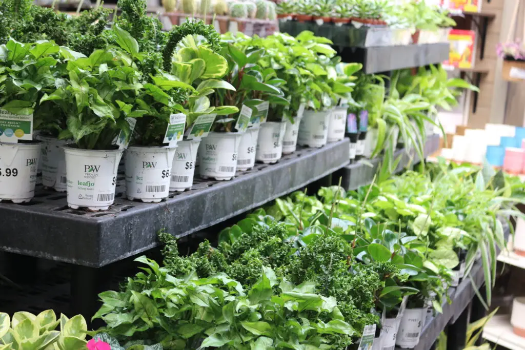 Houseplants