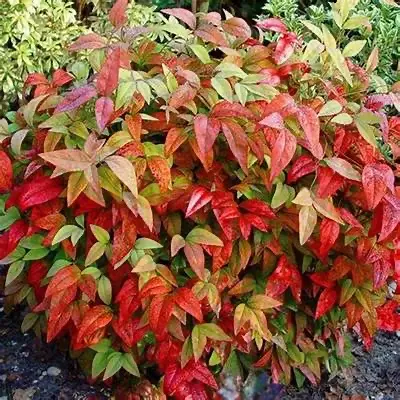 Firepower Nandina