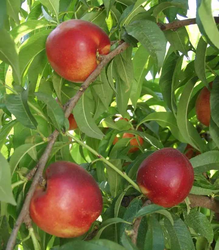 Independence Nectarine fruit tree