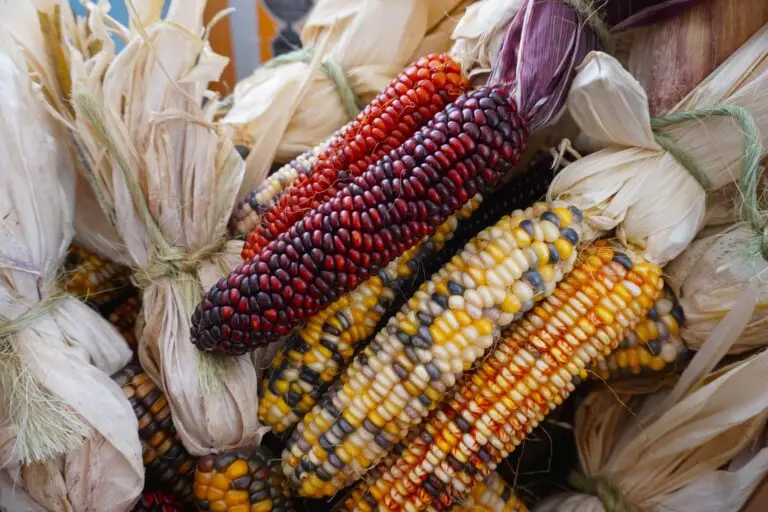 Indian Corn W