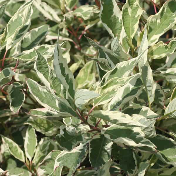 Ivory Halo Red Twig Dogwood