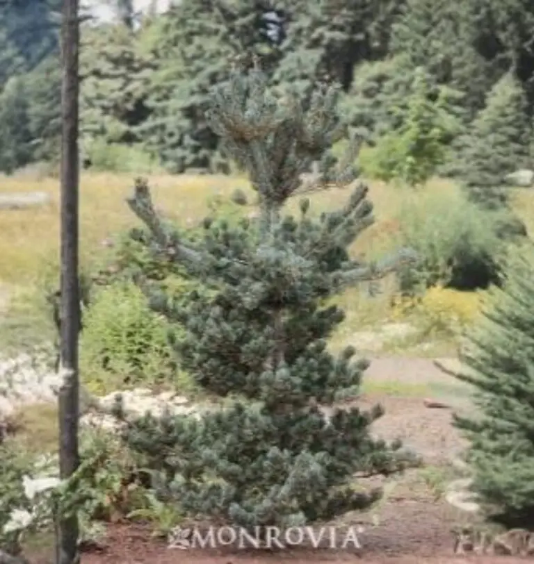 Japanese White Pine