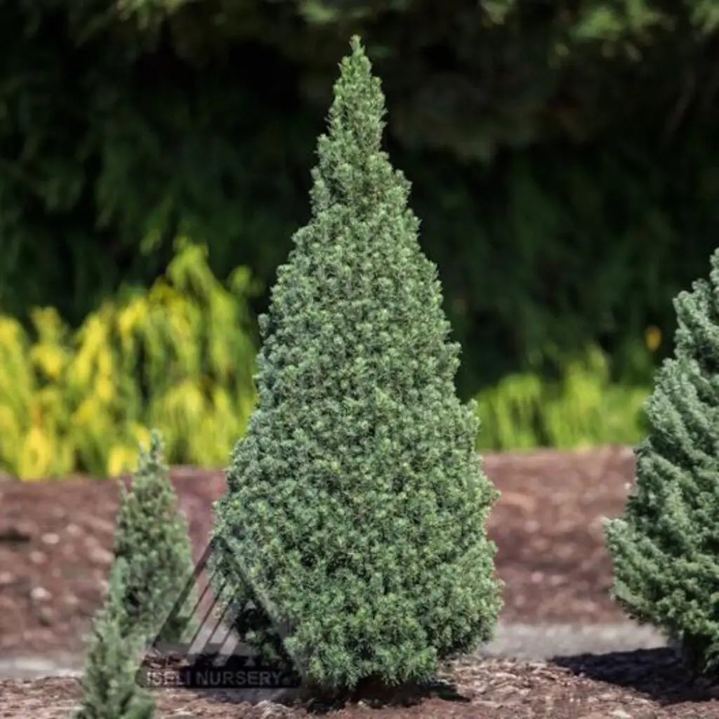 Jean's Dilly Dwarf Spruce
