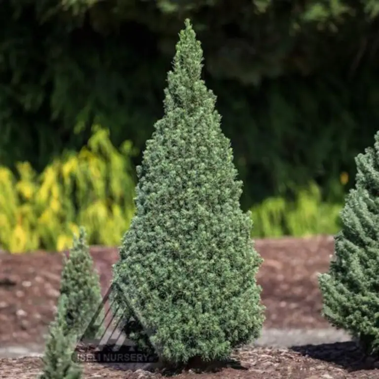 Jean's Dilly Dwarf Spruce