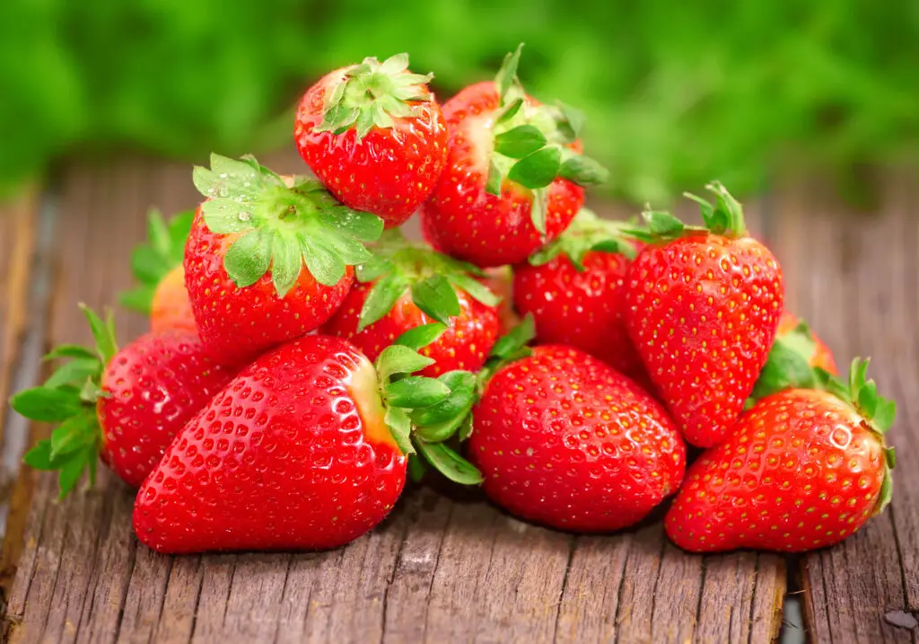 Chandler Strawberry Plants