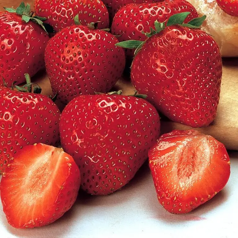 Earliglo Strawberry
