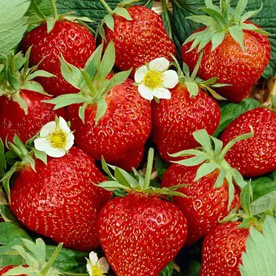 Earliglo Strawberry