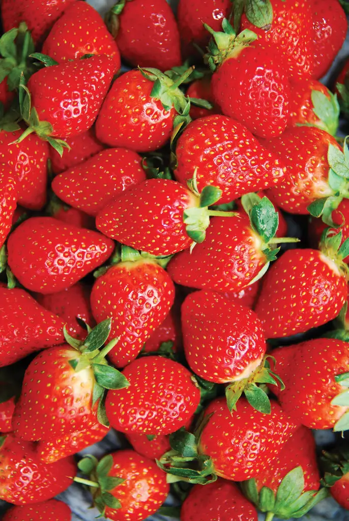 Honeoye Strawberry Plants
