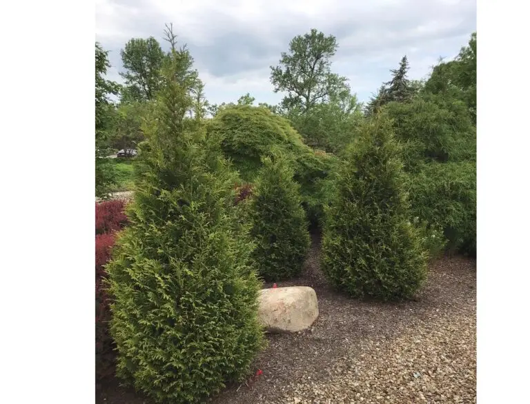 Junior Giant Arborvitae