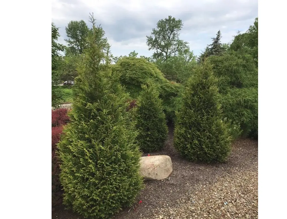Junior Giant Arborvitae