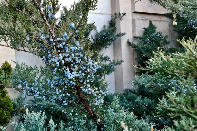Juniper Virginiana