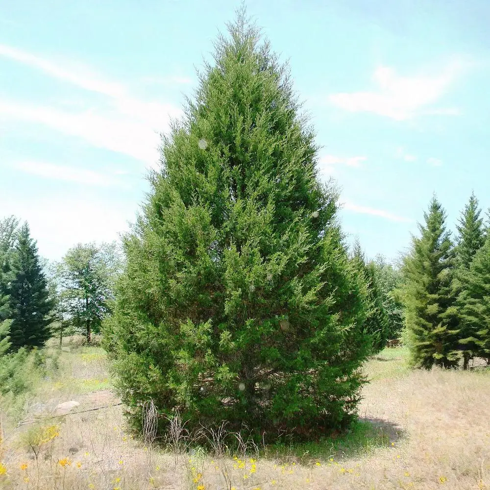 Juniperus virginiana Eastern Red Cedar