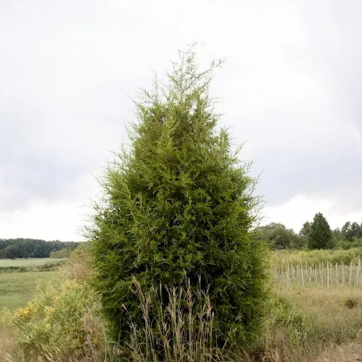 Eastern Red Cedar