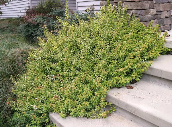 Kaleidoscope Abelia