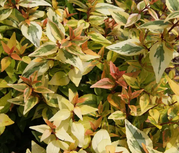 Kaleidoscope Abelia