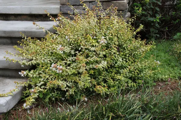 Abelia x grandiflora 'Kaleidoscope'