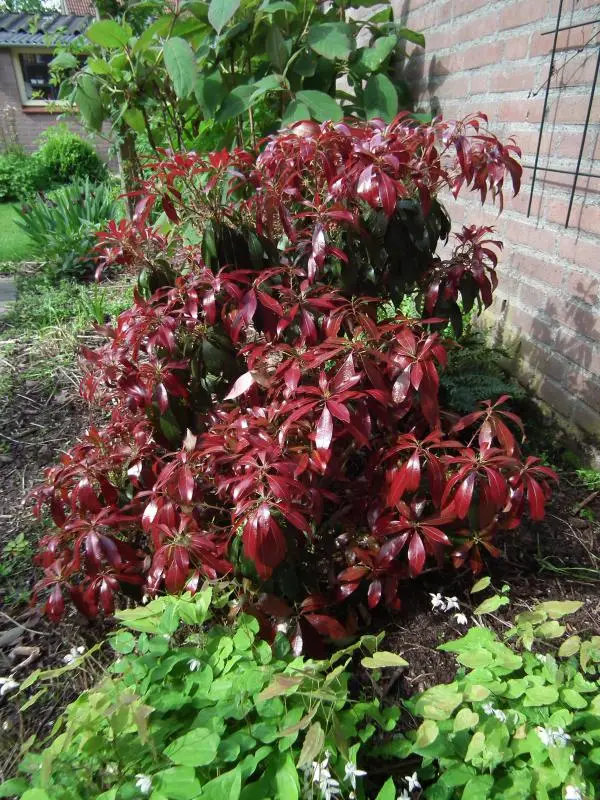 Katsura Japonica