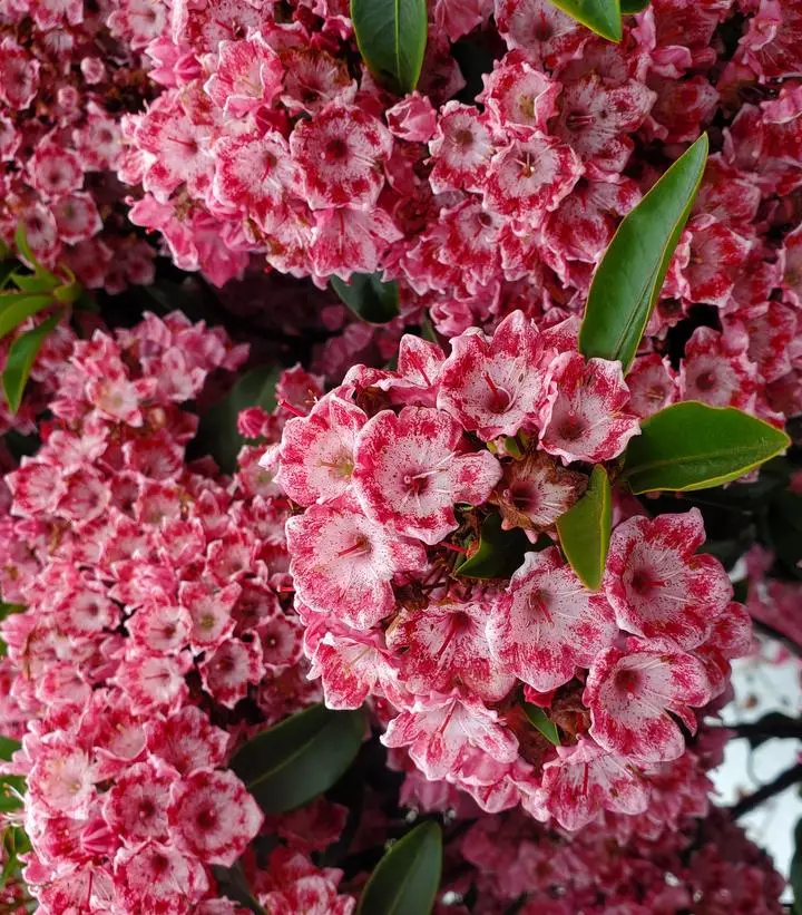 Keepsake Maountain Laurel kalmia
