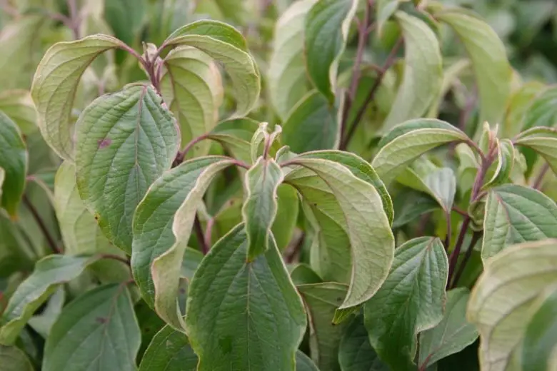 Kelsey Red Twig Dogwood