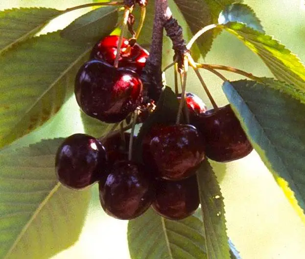 Lapins Cherry