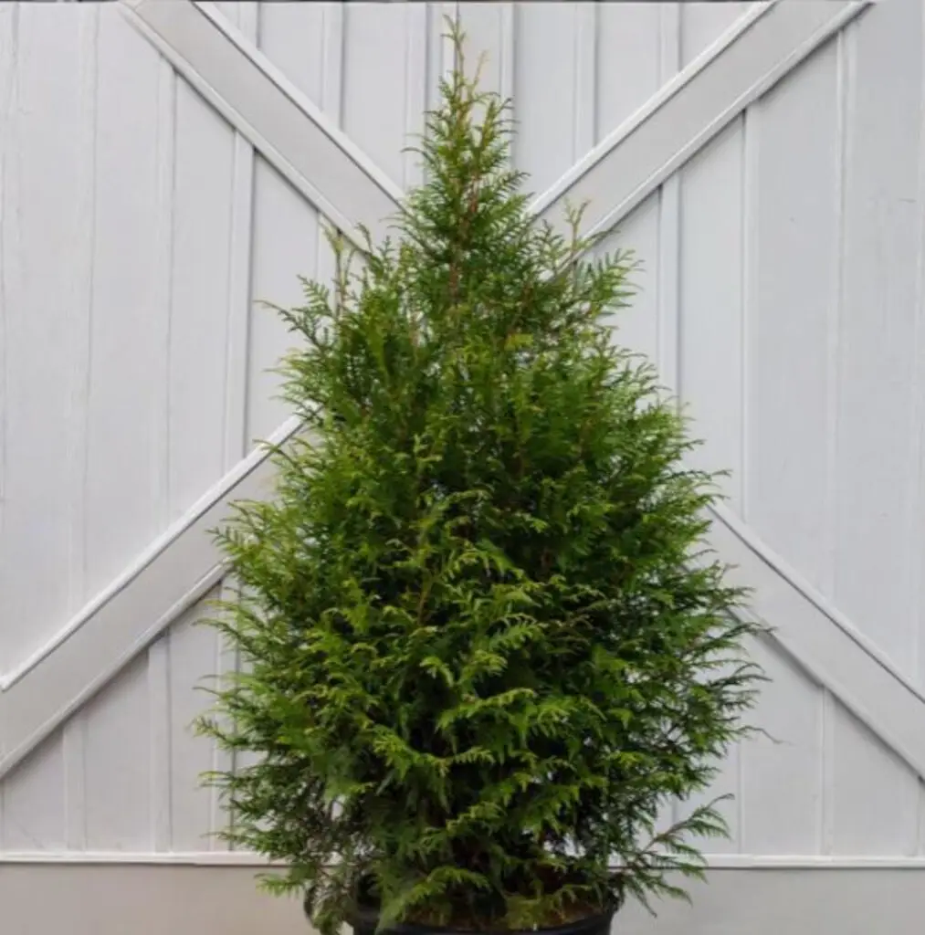 Leprechaun Arborvitae