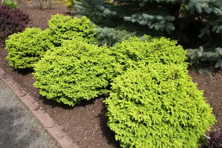 Little Gem Spruce
