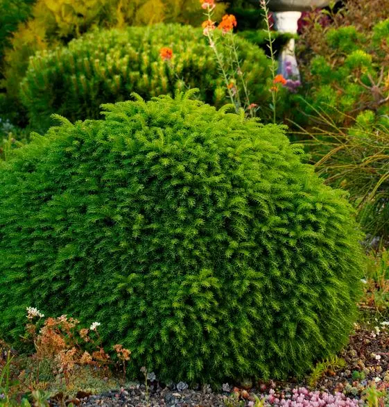 Little Gem Spruce