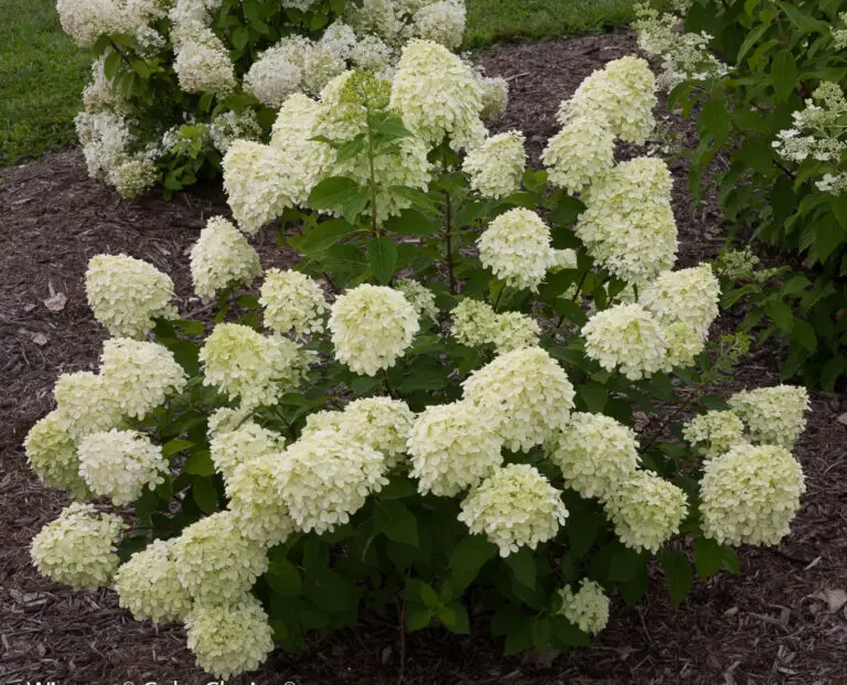 Little Lime Hydrangea