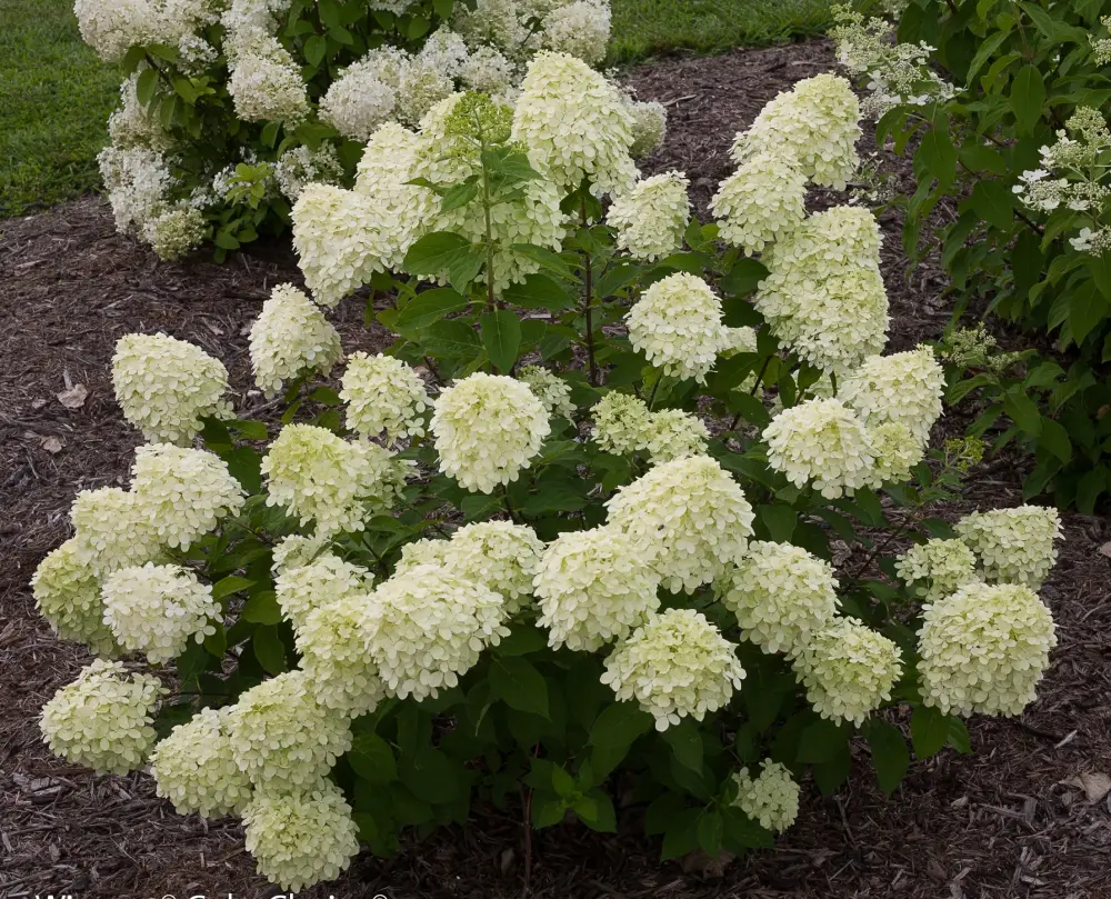 white flowers of Little Lime Hydrangea paniculata