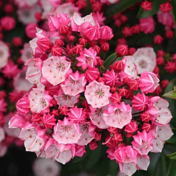 Little Linda Mountain Laurel Kalmia