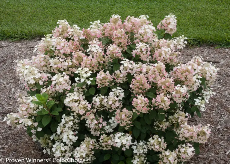 Little Quick Fire Hydrangea