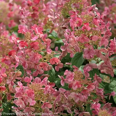 Little Quick Fire Hydrangea