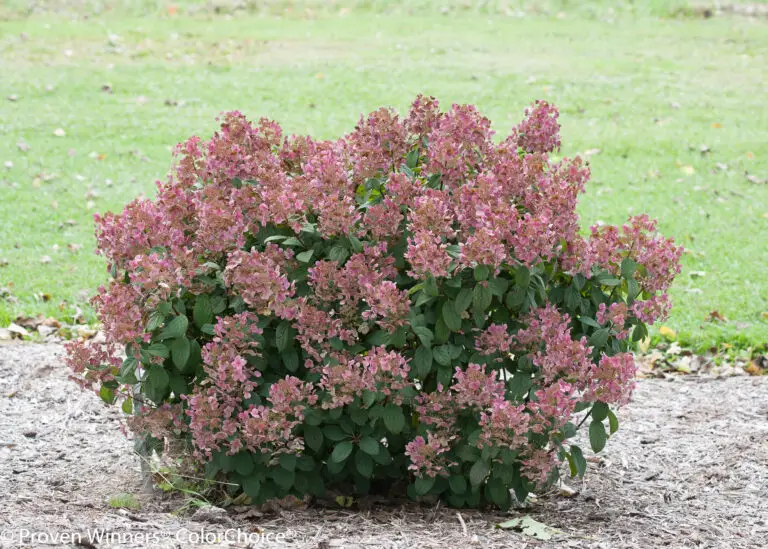 Little Quick Fire Hydrangea