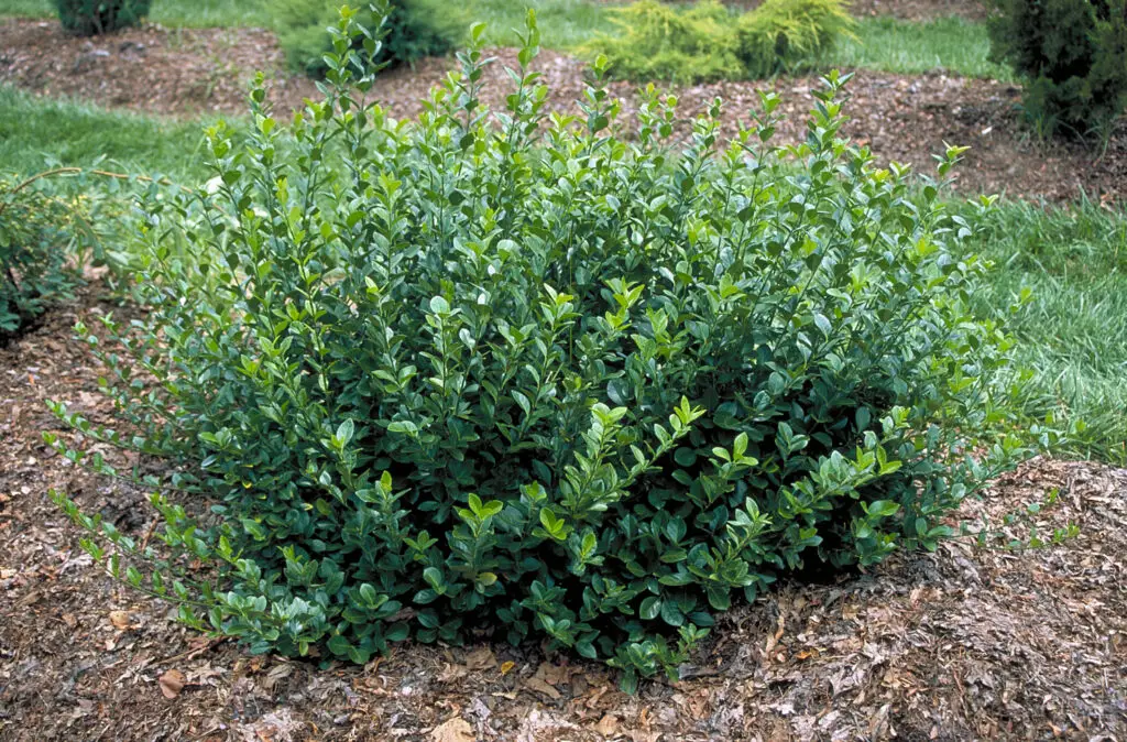 Manhattan Euonymus