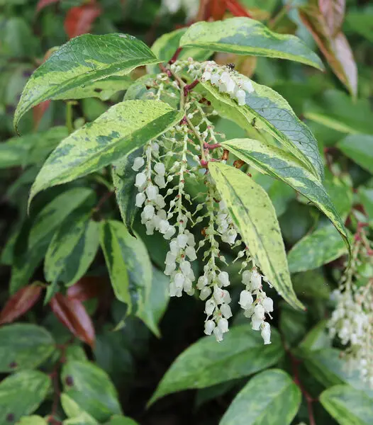 Leucothoe fontanesiana 'Rainbow'