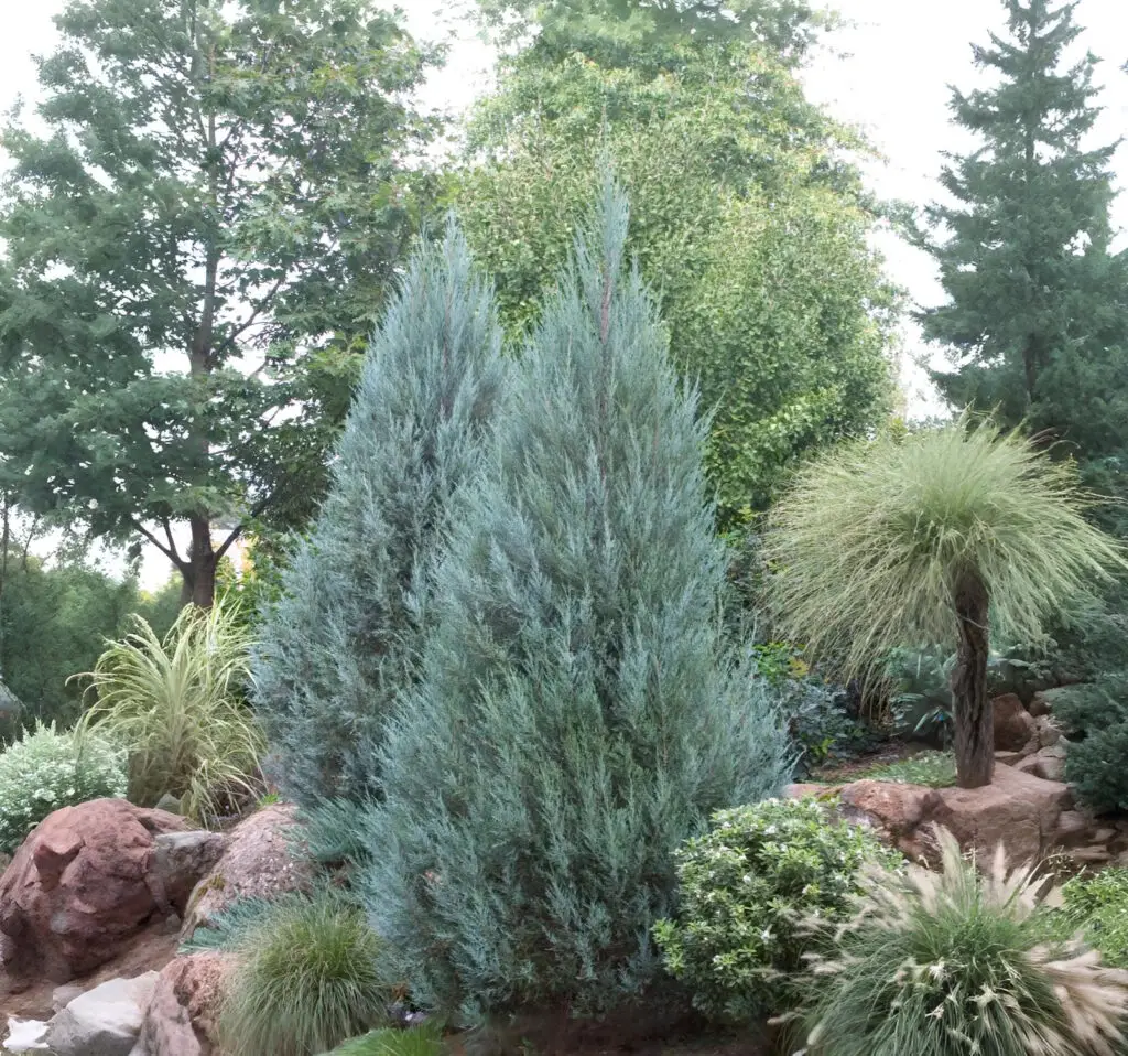 Moonglow Juniper