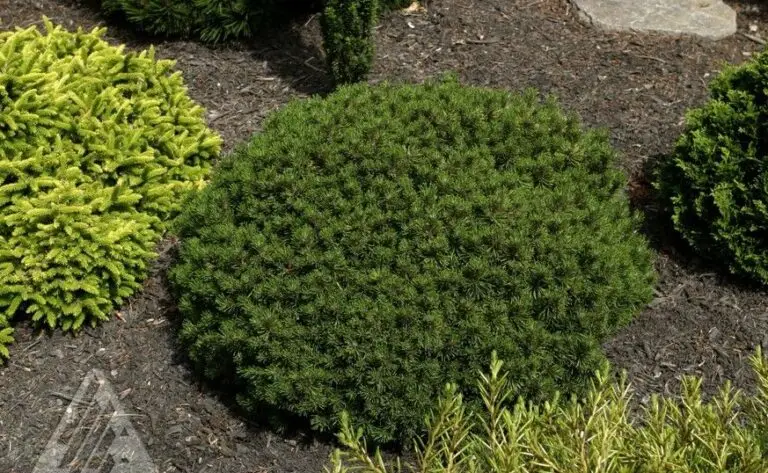 Mops Mugo Pine